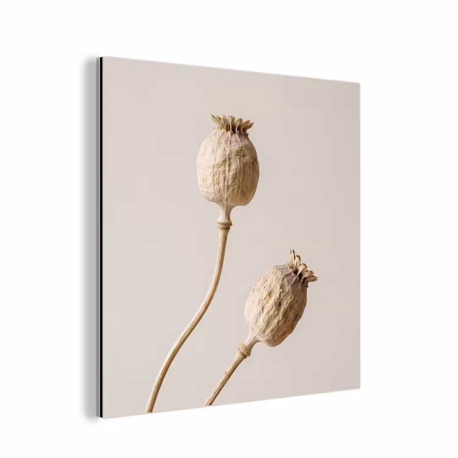 Papaverbollen - Droogbloemen - Minimalistisch - Beige - Rustig aluminium wit klein -3d