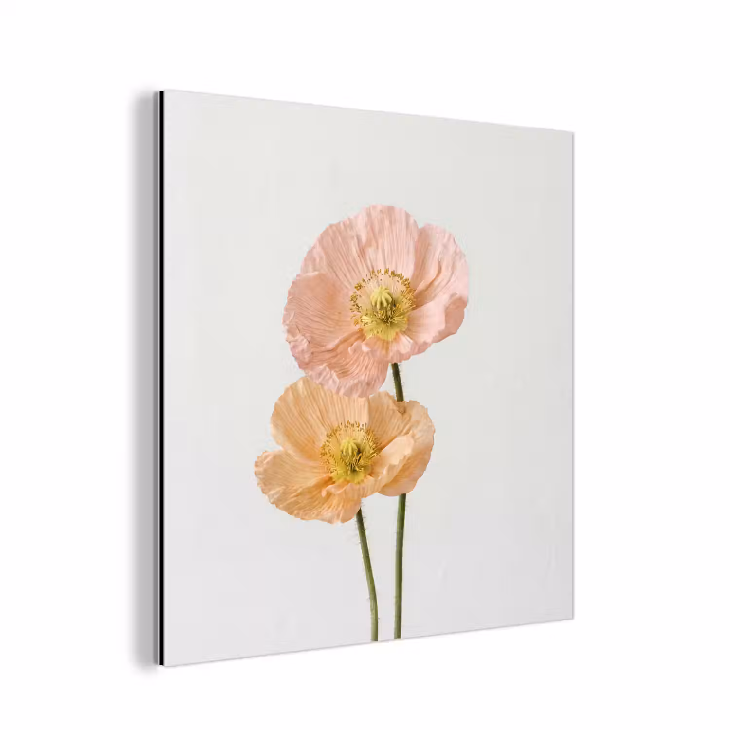 Papavers - Botanisch - Roze aluminium wit klein -3d