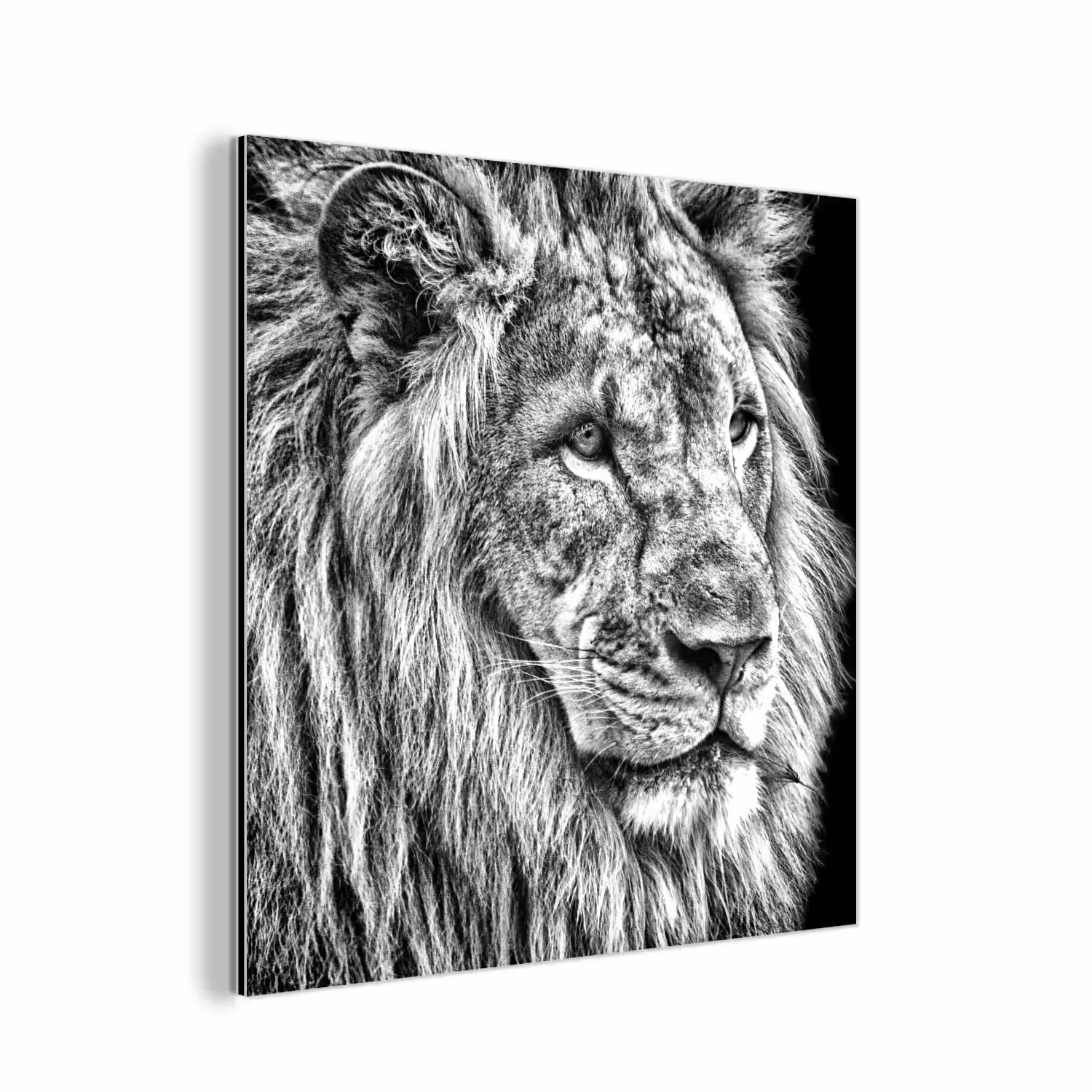 Portret - Leeuw - Zwart wit aluminium wit klein -3d
