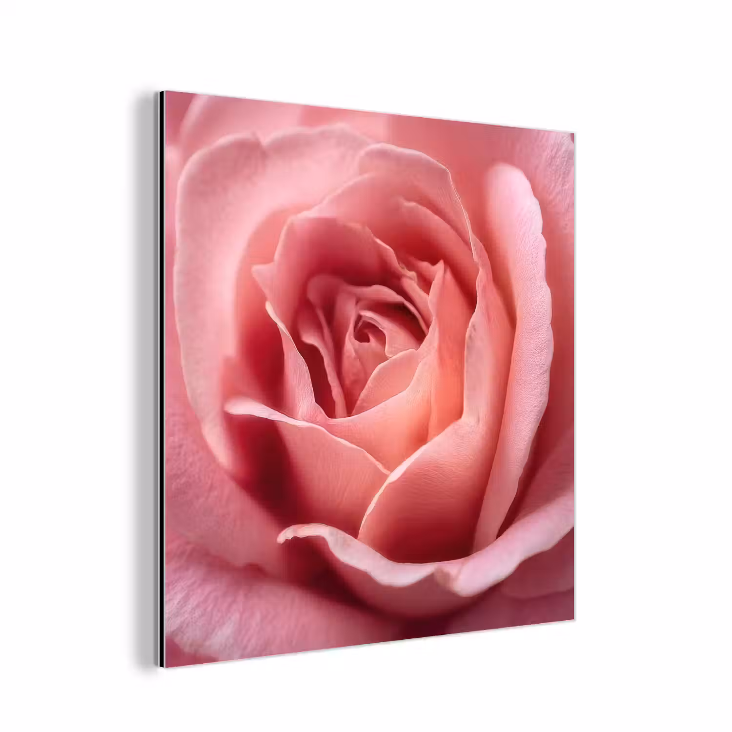 Roze - Roos - Romantisch aluminium wit klein -3d