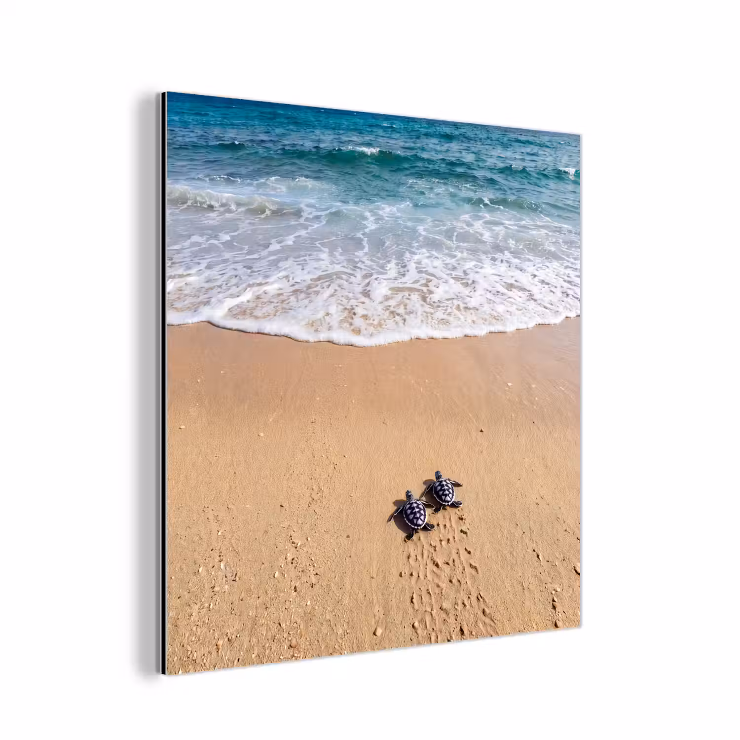 Schildpad - Jong - Strand - Oceaan - Blauw aluminium wit klein -3d