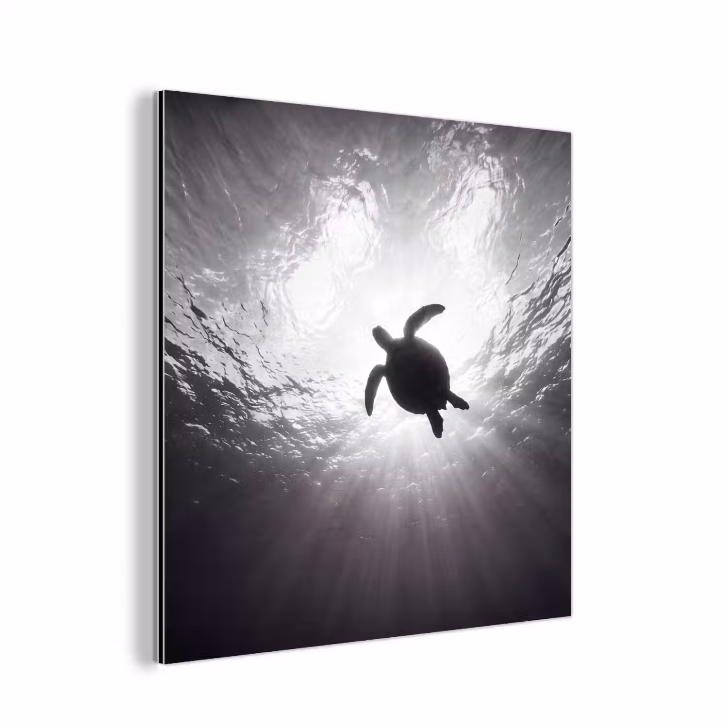 Schildpad - Onderwater - Lichtstralen - Oceaan - Zwart-wit aluminium wit klein -3d