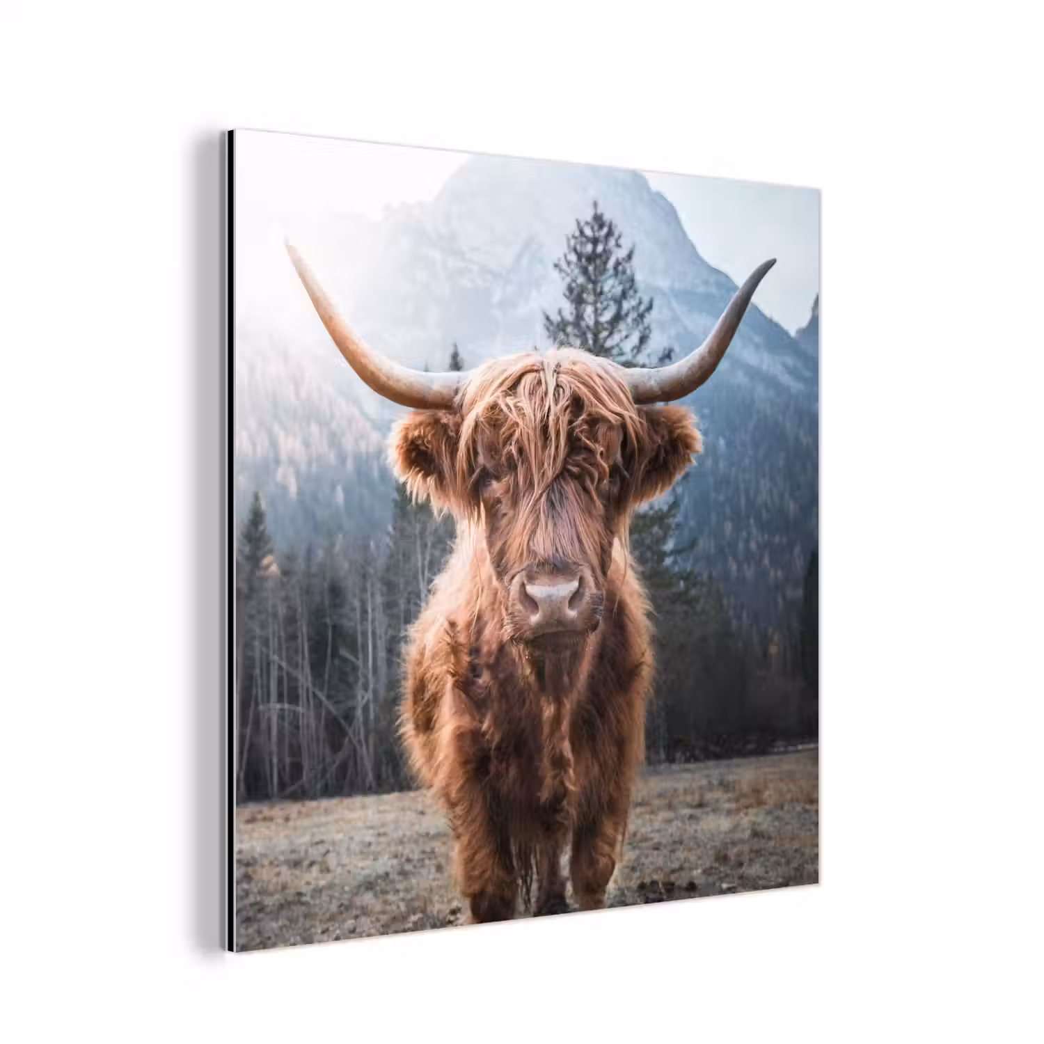 Schotse hooglander - Koe - Dieren - Berg - Natuur aluminium wit klein -3d