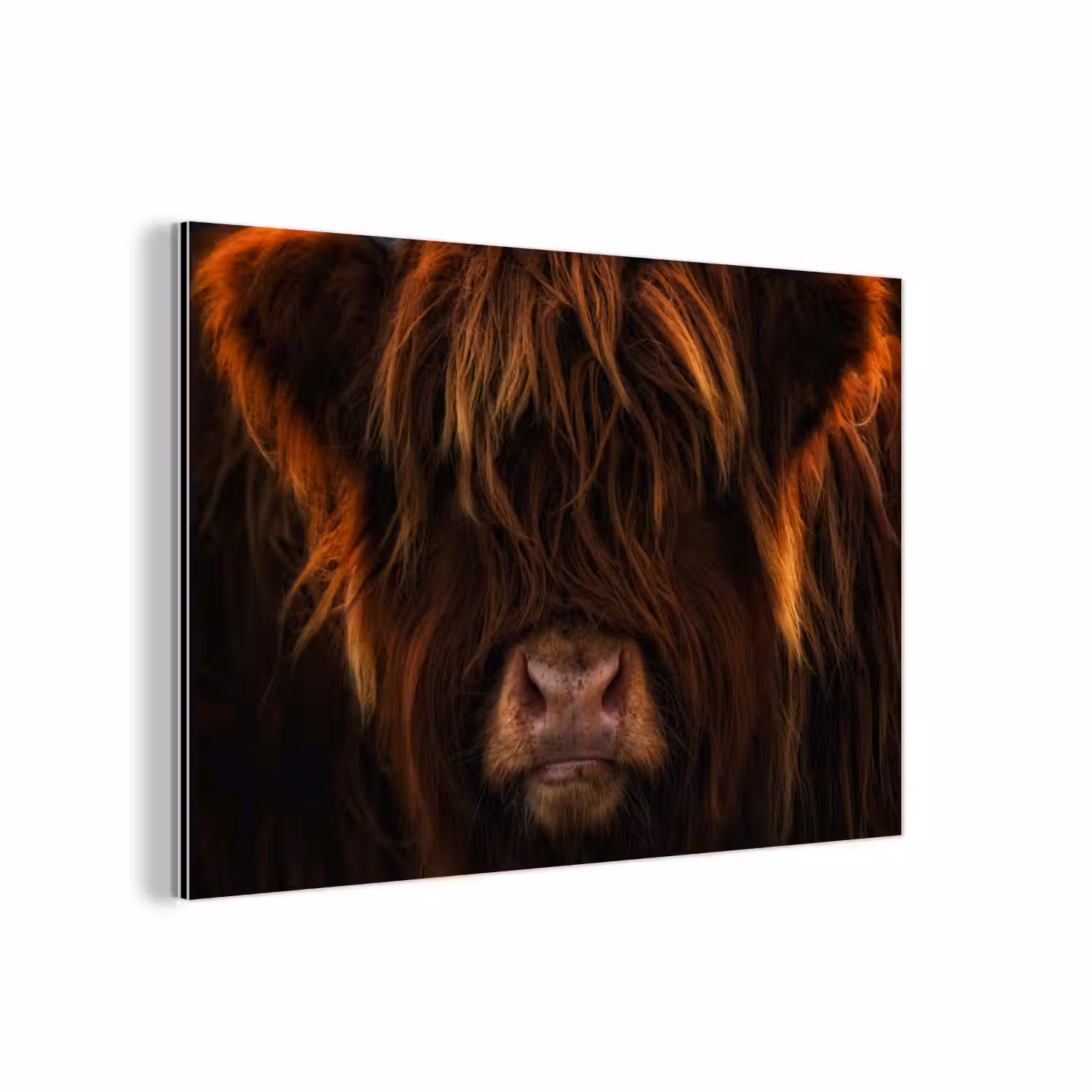 Schotse Hooglander - Koe - Portret - Dieren aluminium wit klein -3d