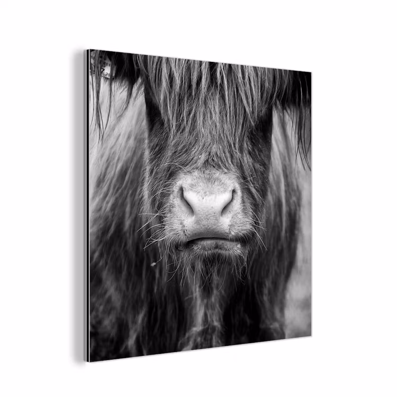 Schotse hooglander - Koe - Zwart - Wit - Dieren aluminium wit klein -3d