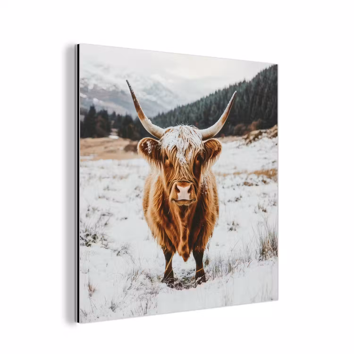 Schotse Hooglander - Landschap - Sneeuw - Bergen - Winter aluminium wit klein -3d