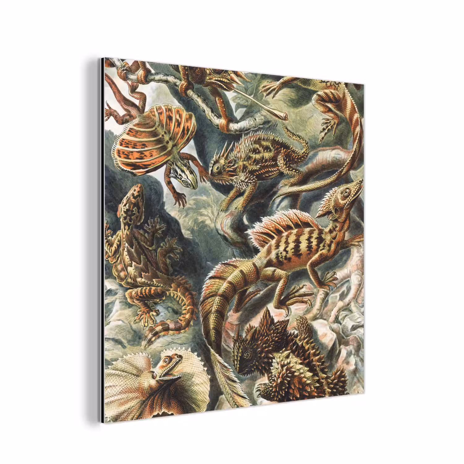 Vintage - Kunst - Ernst Haeckel - Tuinposter - Tuin aluminium wit klein -3d