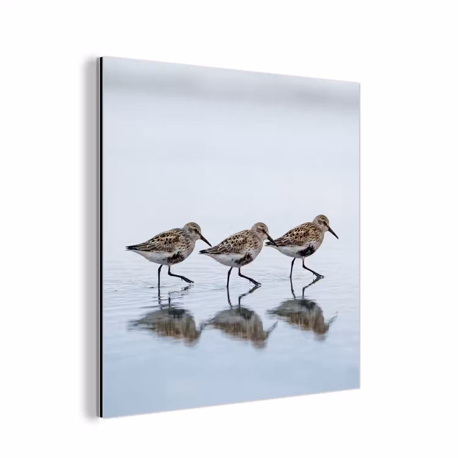 Vogels - Water - Grijs aluminium wit klein -3d