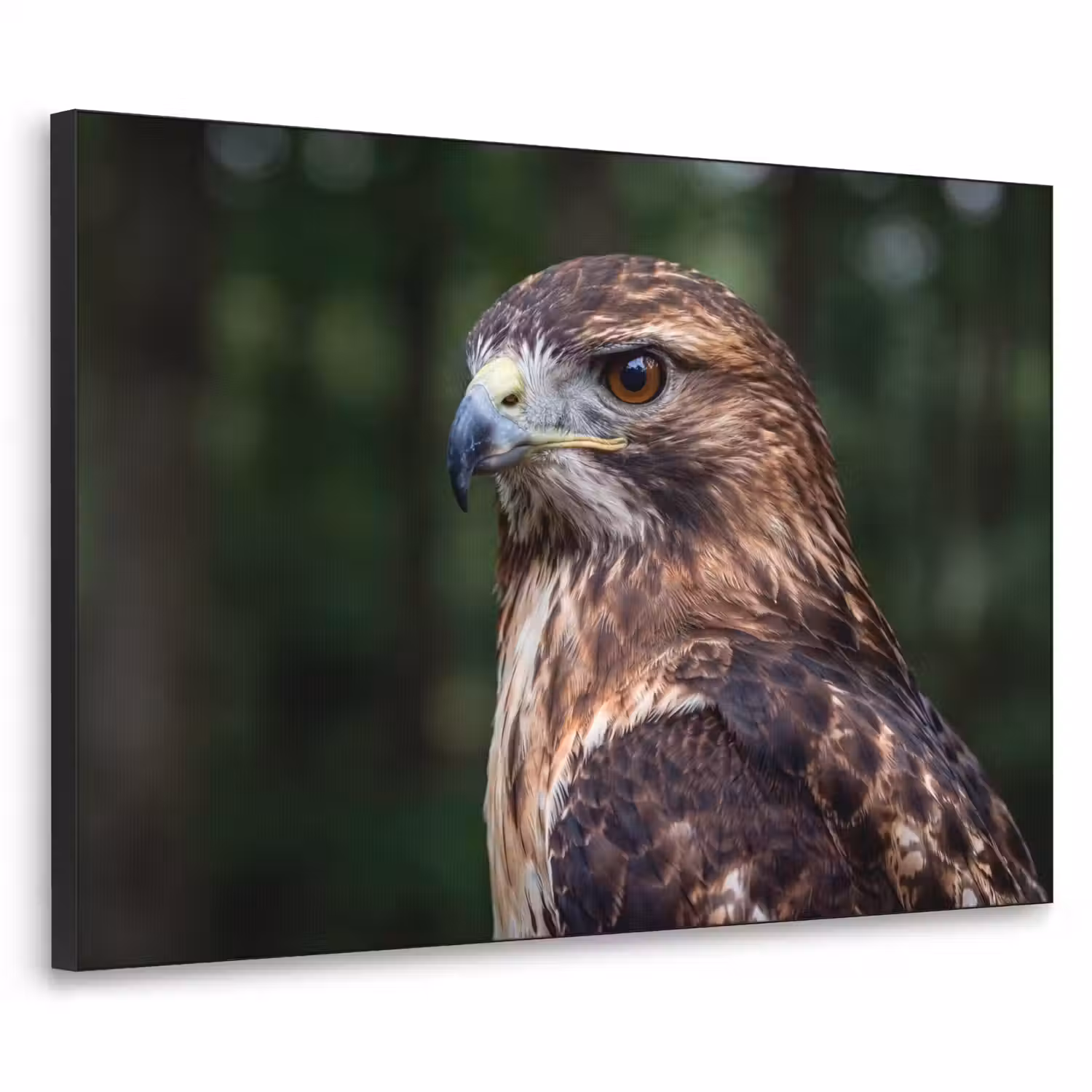 Buizerd - Roofvogel - Natuur - Bruin Textielframe zwart klein -3d