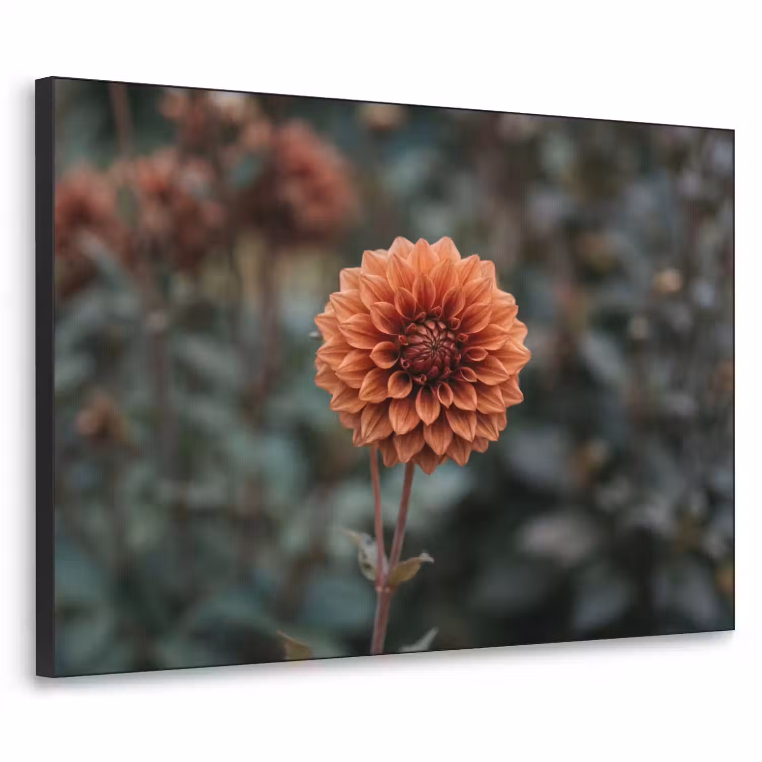 Dahlia - Bloem - Natuur - Sfeervol Textielframe zwart klein -3d