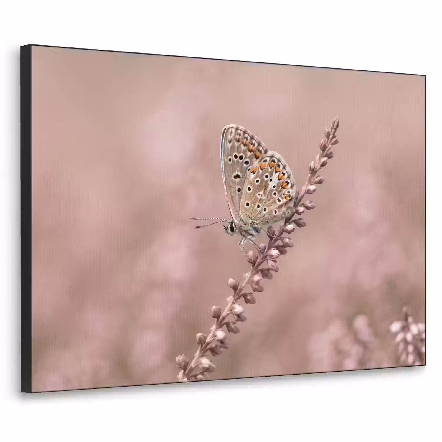 Lavendel - Vlinder - Paars Textielframe zwart klein -3d