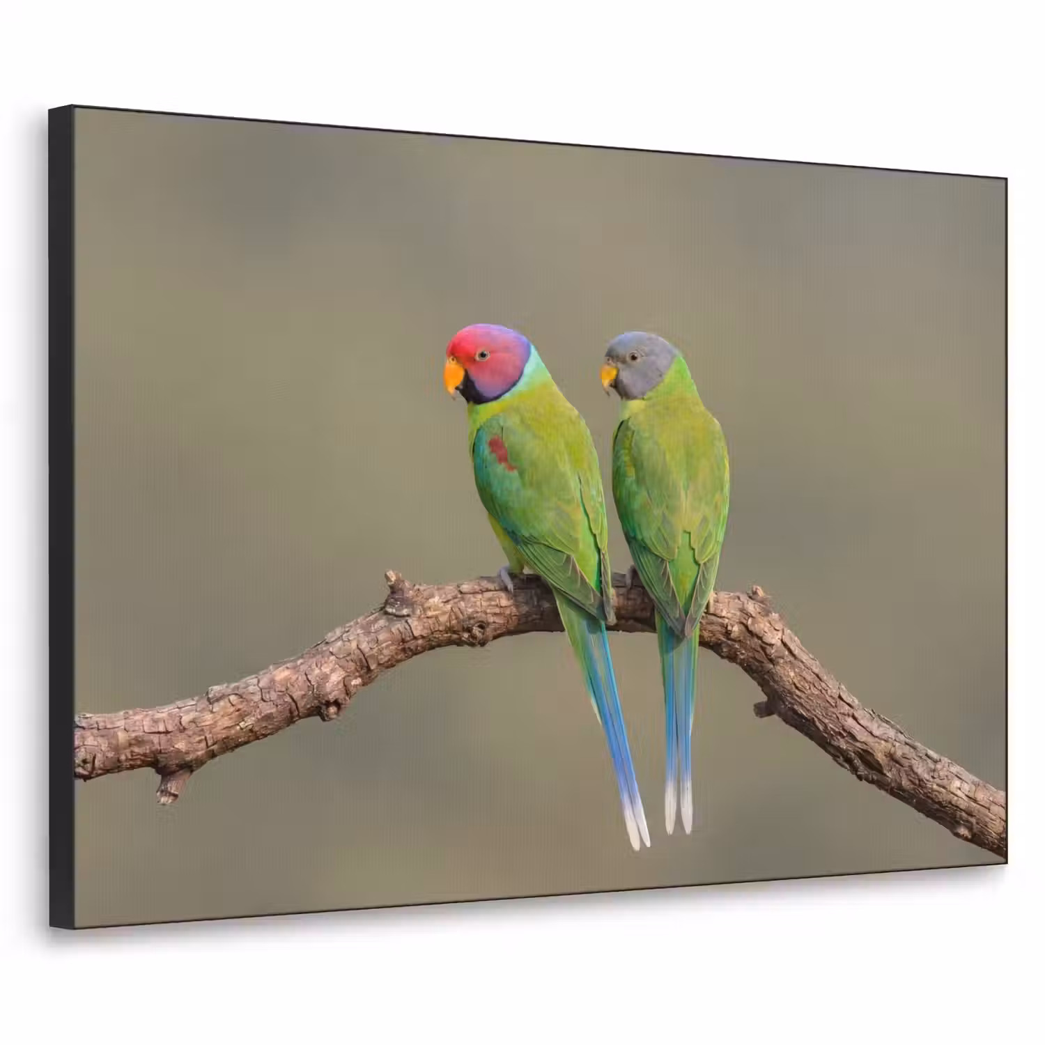 Papagaai - Tak - Natuur - Kleurrijk Textielframe zwart klein -3d