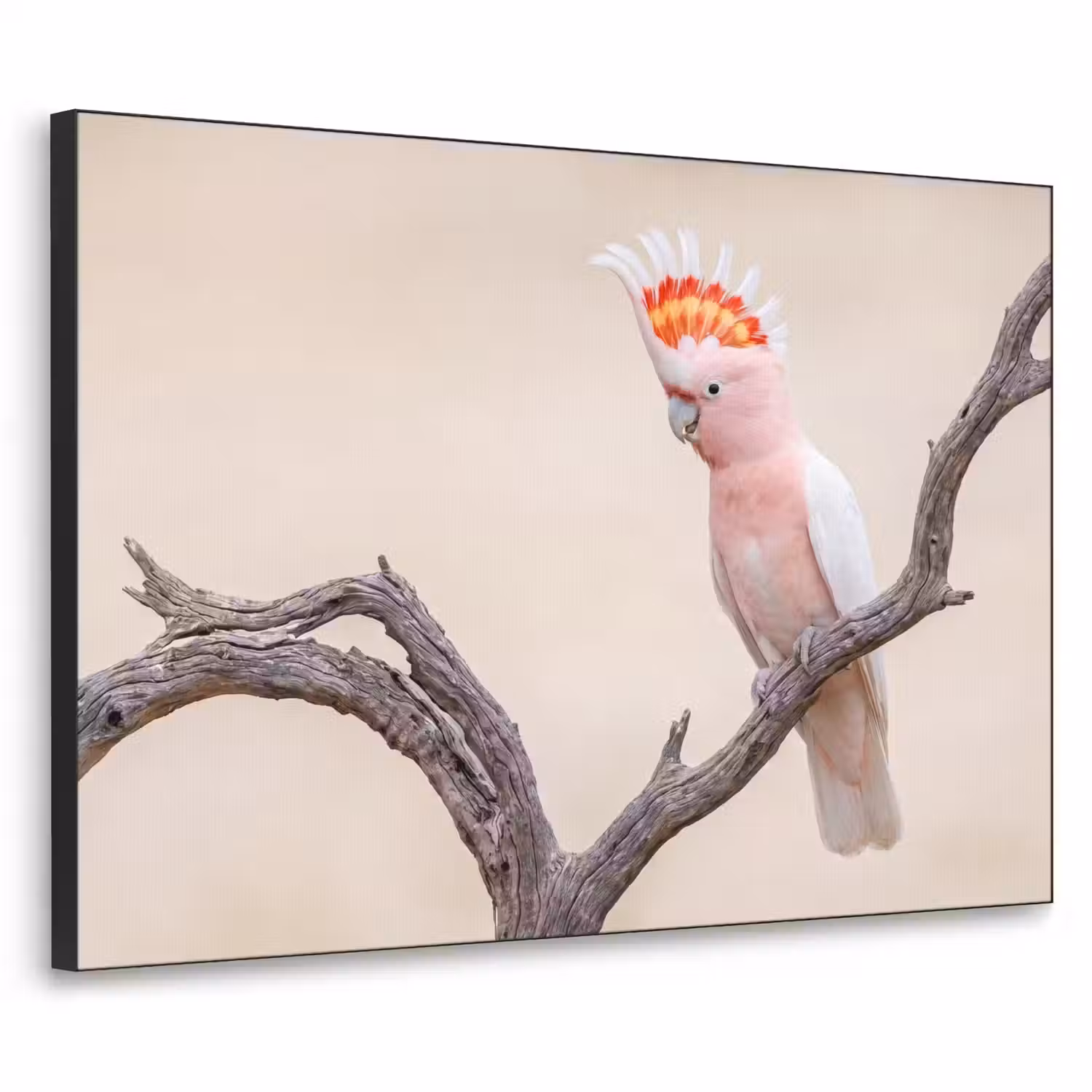 Papagaai - Tak - Roze Textielframe zwart klein -3d