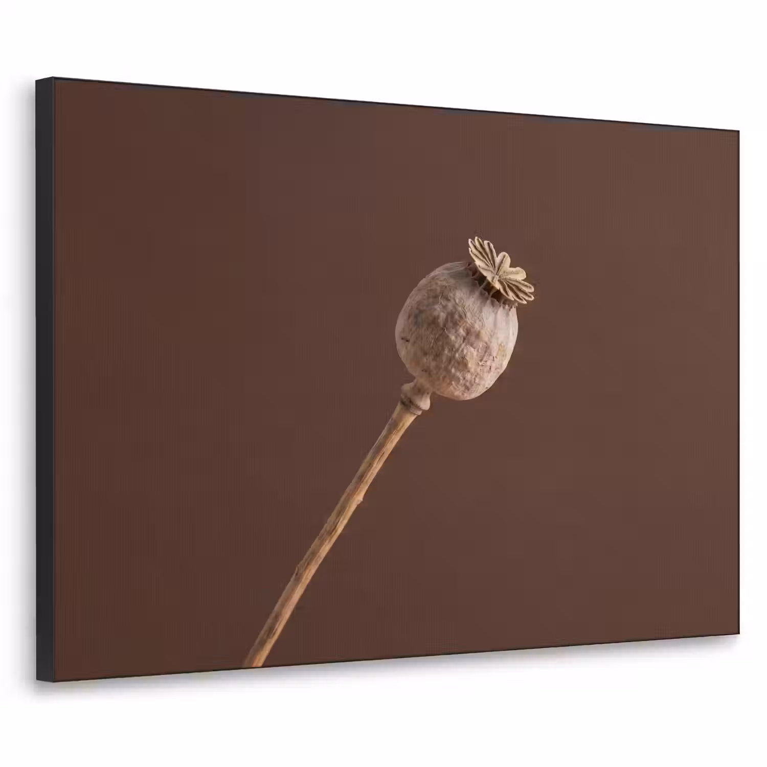 Papaverbol - Droogbloem - Bruin - Minimalistisch Textielframe zwart klein -3d