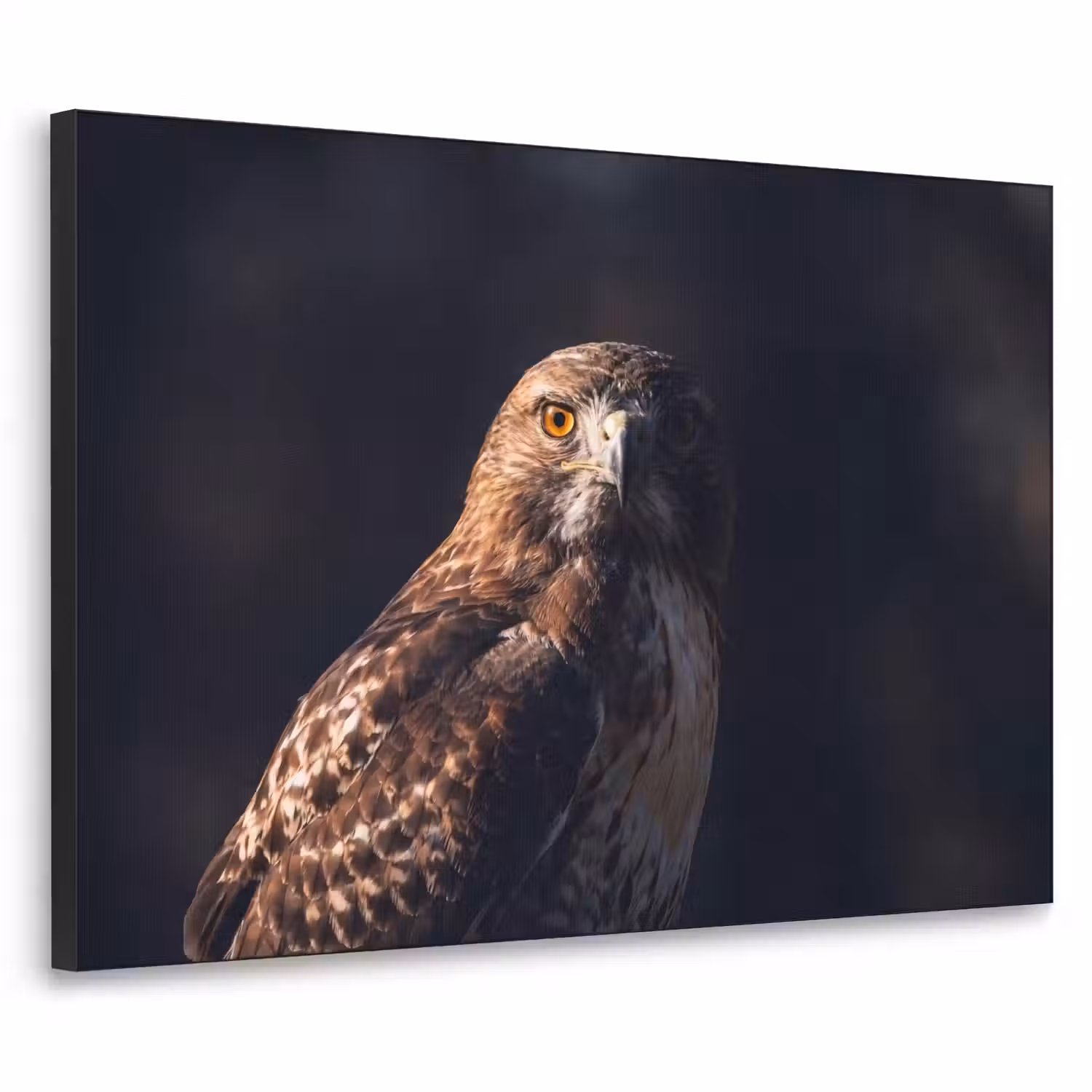 Roofvogel - Buizerd - Bruin Textielframe zwart klein -3d
