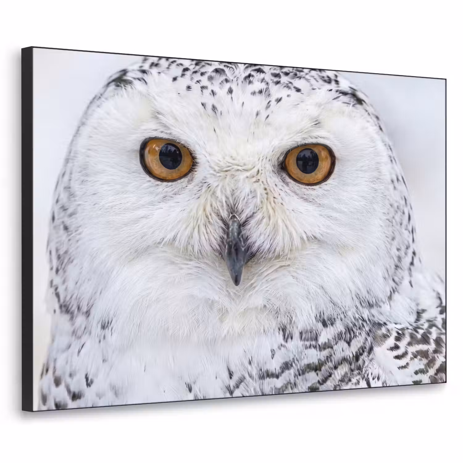 Sneeuwuil - Oog - Wildlife - Wit Textielframe zwart klein -3d