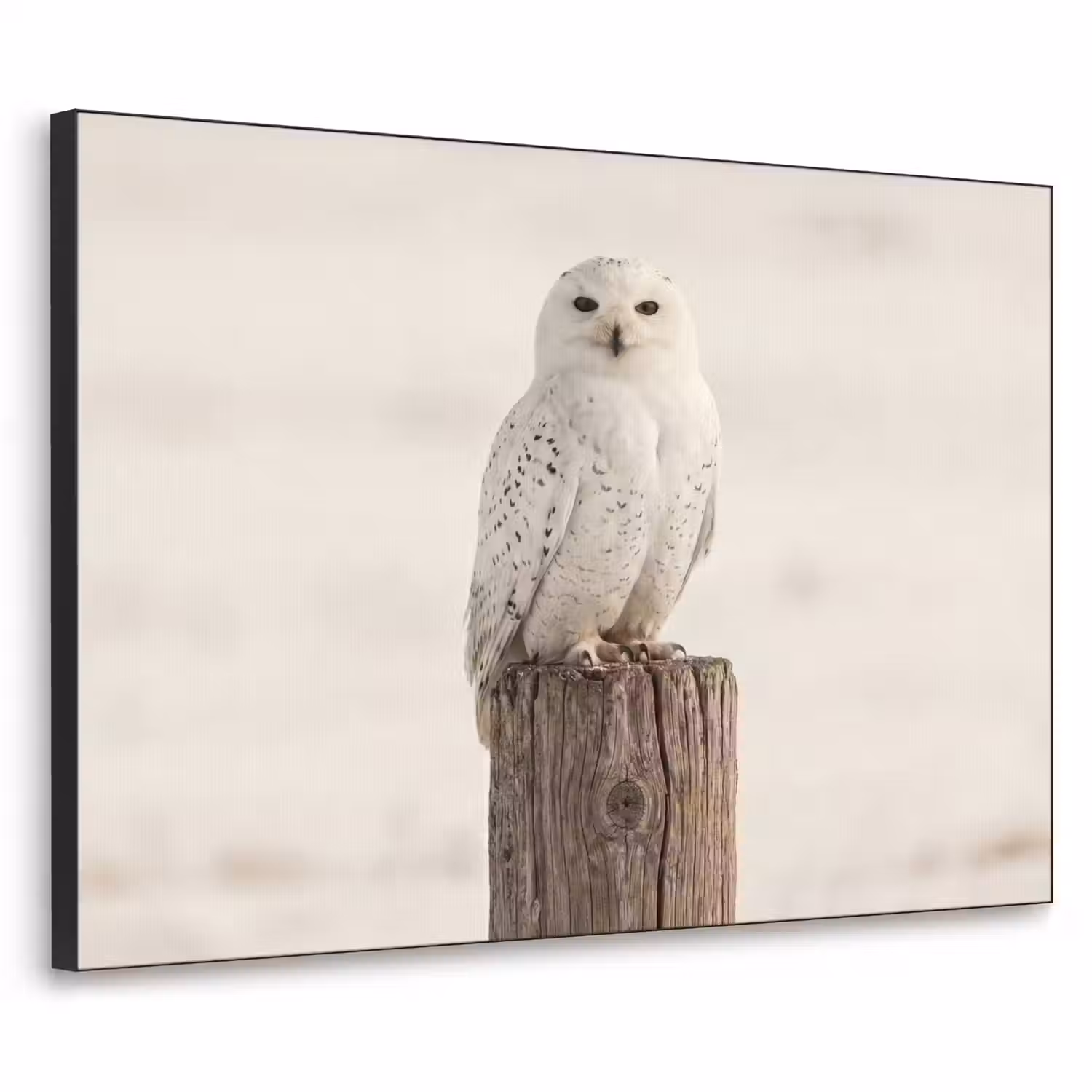 Sneeuwuil - Paal - Winter - Portret - Majestueus Textielframe zwart klein -3d