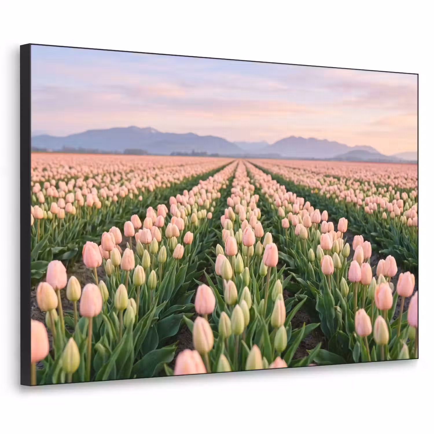Tulpen - Landschap - Roze Textielframe zwart klein -3d
