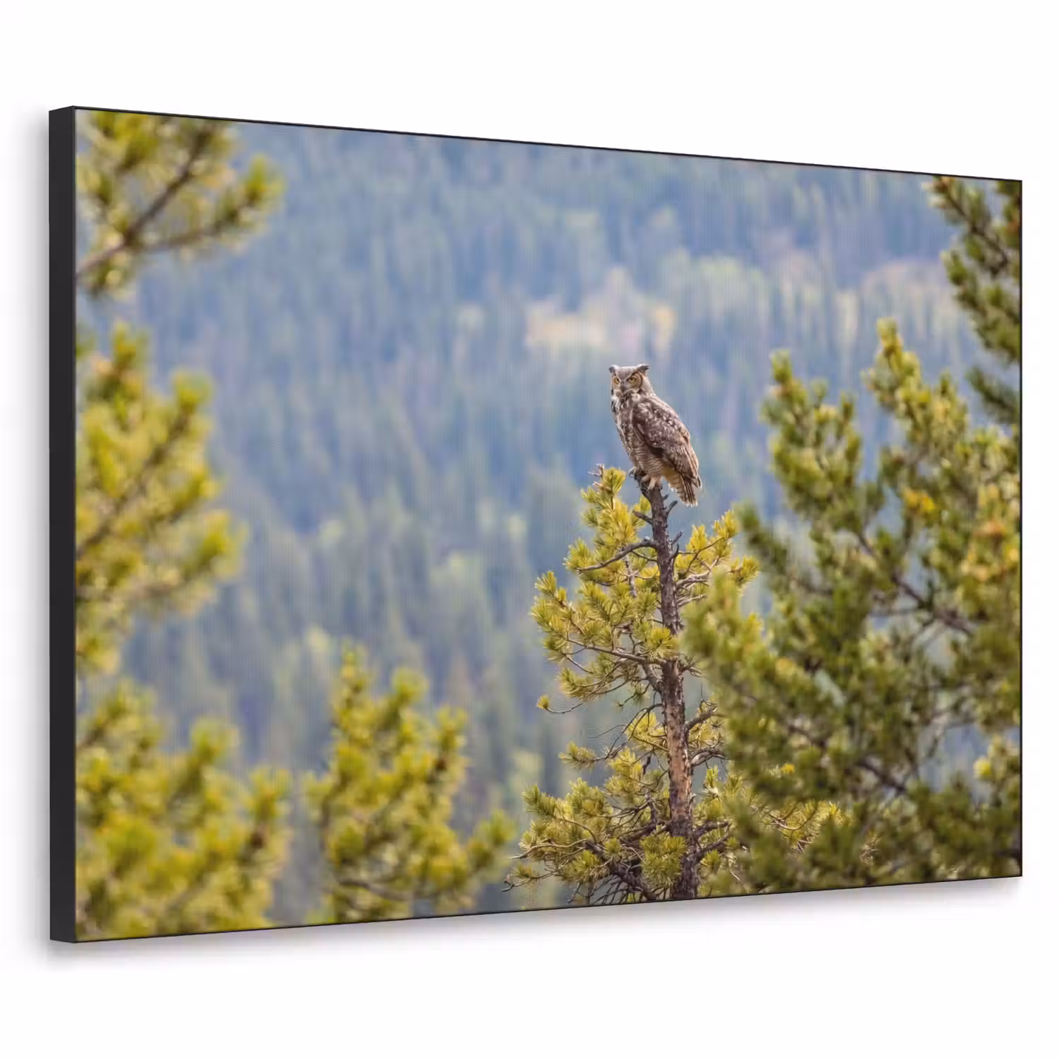 Uil - Oehoe - Bomen - Natuur Textielframe zwart klein -3d