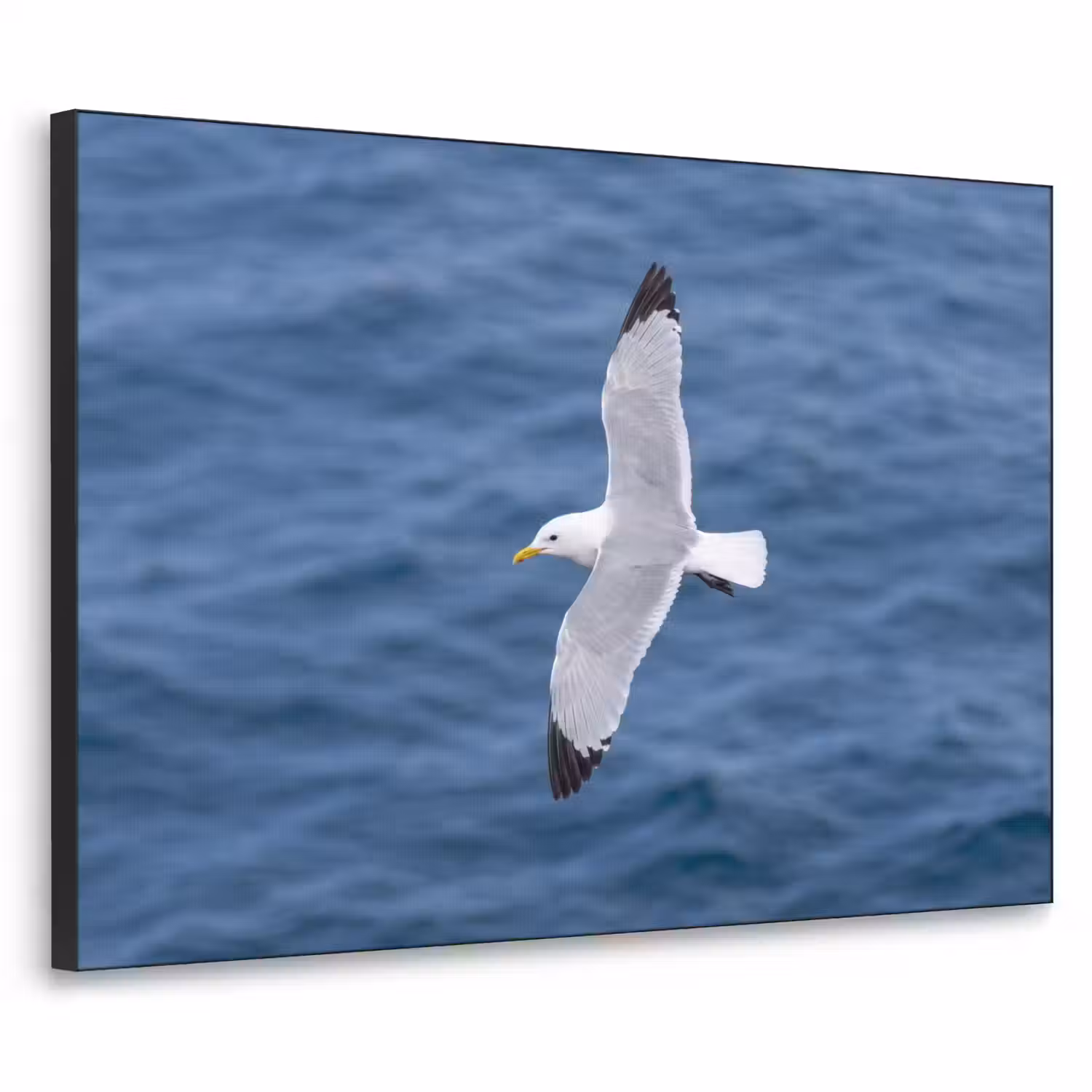 Zeemeeuw - Oceaan - Blauw Textielframe zwart klein -3d