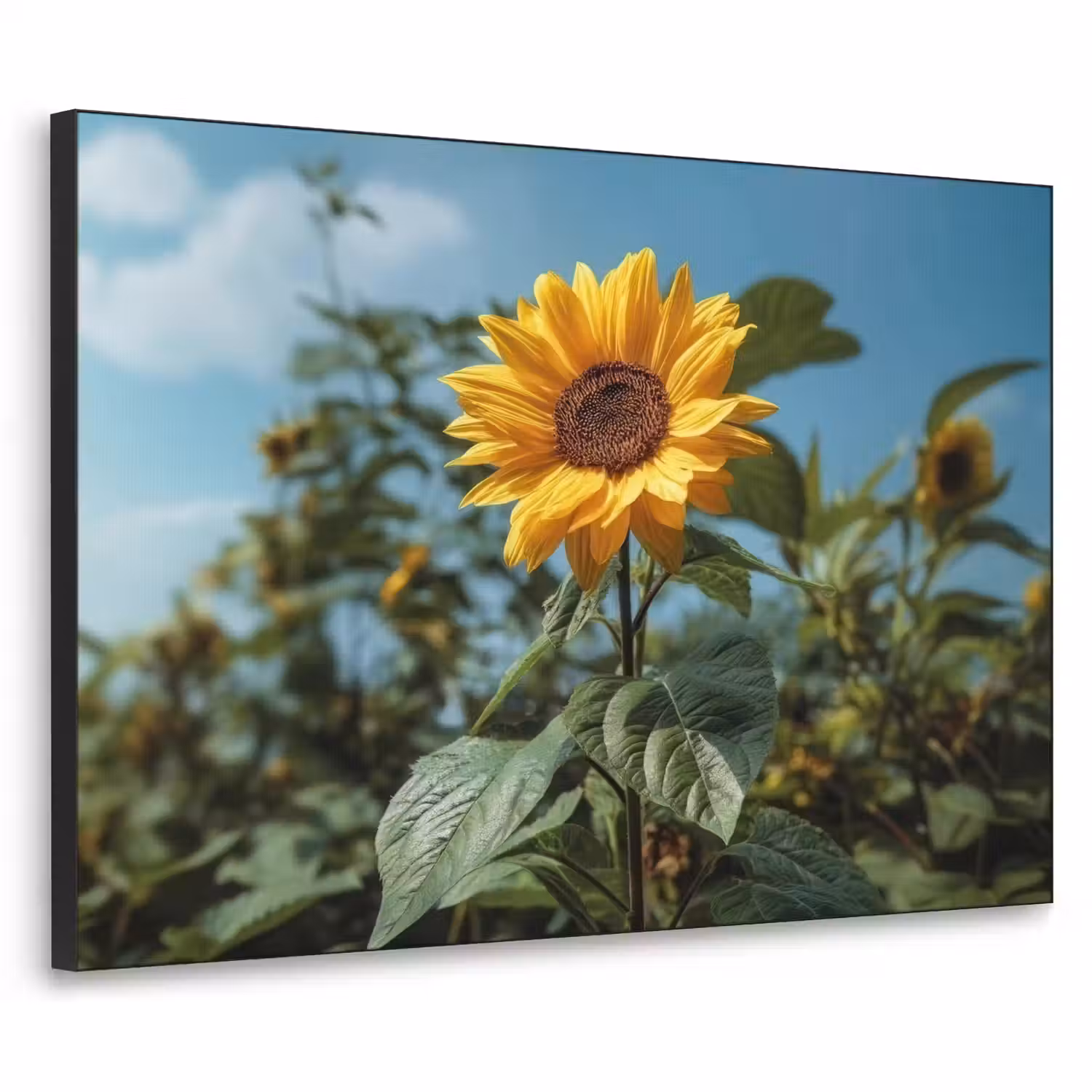 Zonnebloemen - Helderblauwer lucht - Gras Textielframe - compleet frame klein -3d