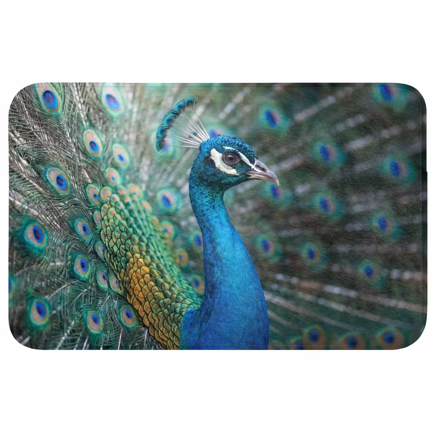 Pauw - Veren - Blauw Badmat klein -3d