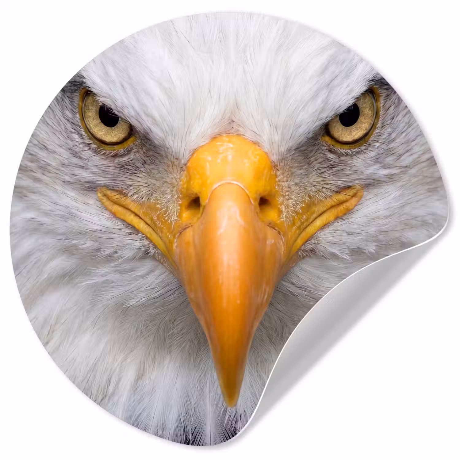 Amerikaans - Zeearend - Portret - Geel Wandcirkel behangsticker klein -3d
