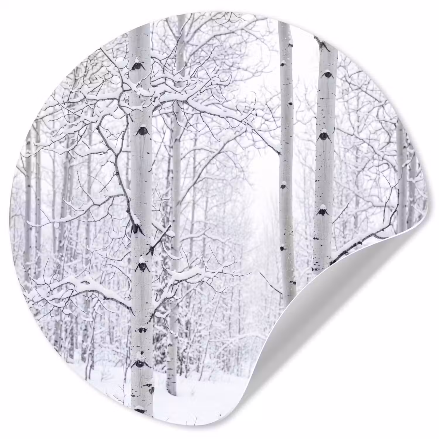 Berkenbomen - Sneeuw - Winter - Bos - Wit Wandcirkel behangsticker klein -3d