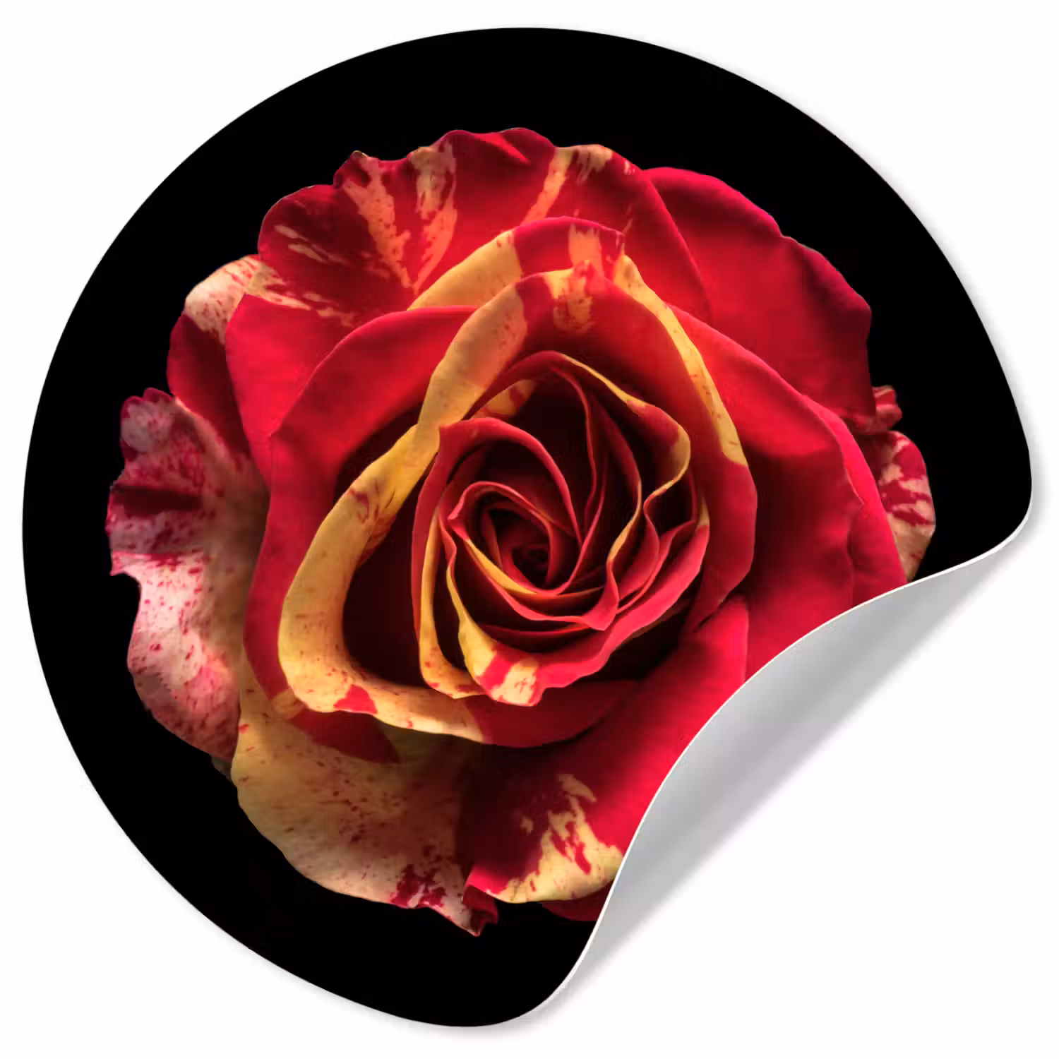 Bloem - Roos - Rood - Zwart Wandcirkel behangsticker klein -3d