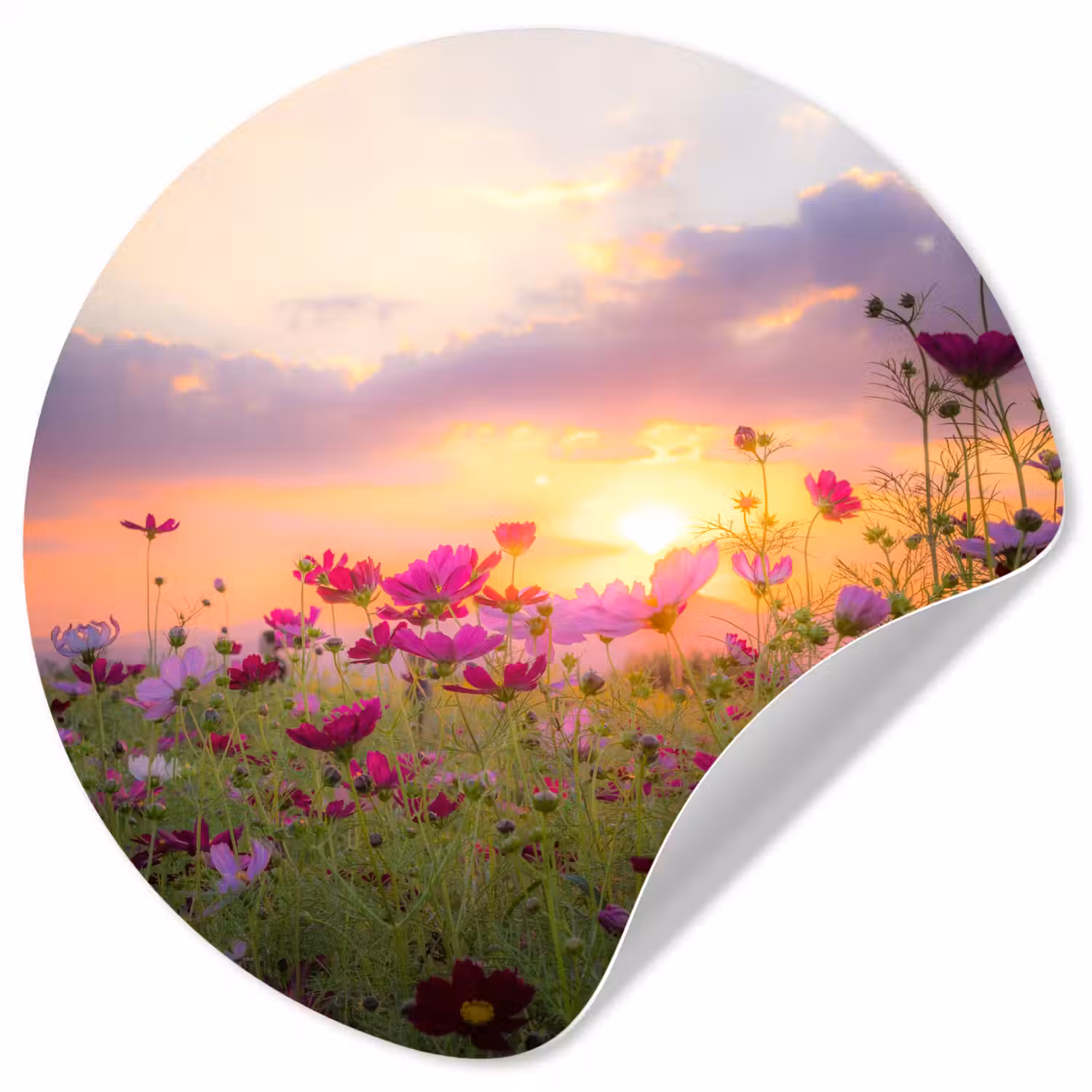 Bloemen - Roze - Zonsondergang - Natuur - Weide - Horizon Wandcirkel behangsticker klein -3d