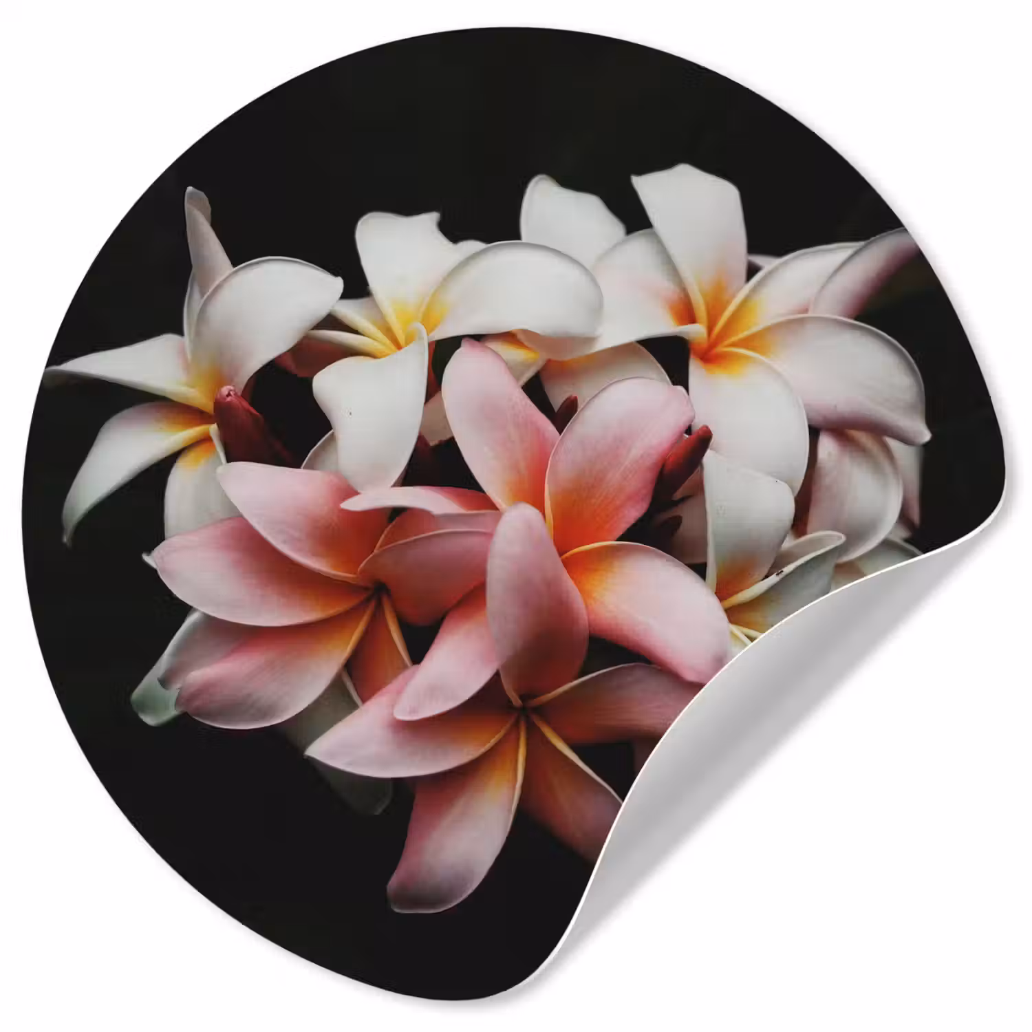 Bloemen - Roze - Zwart - Flora - Botanisch Wandcirkel behangsticker klein -3d