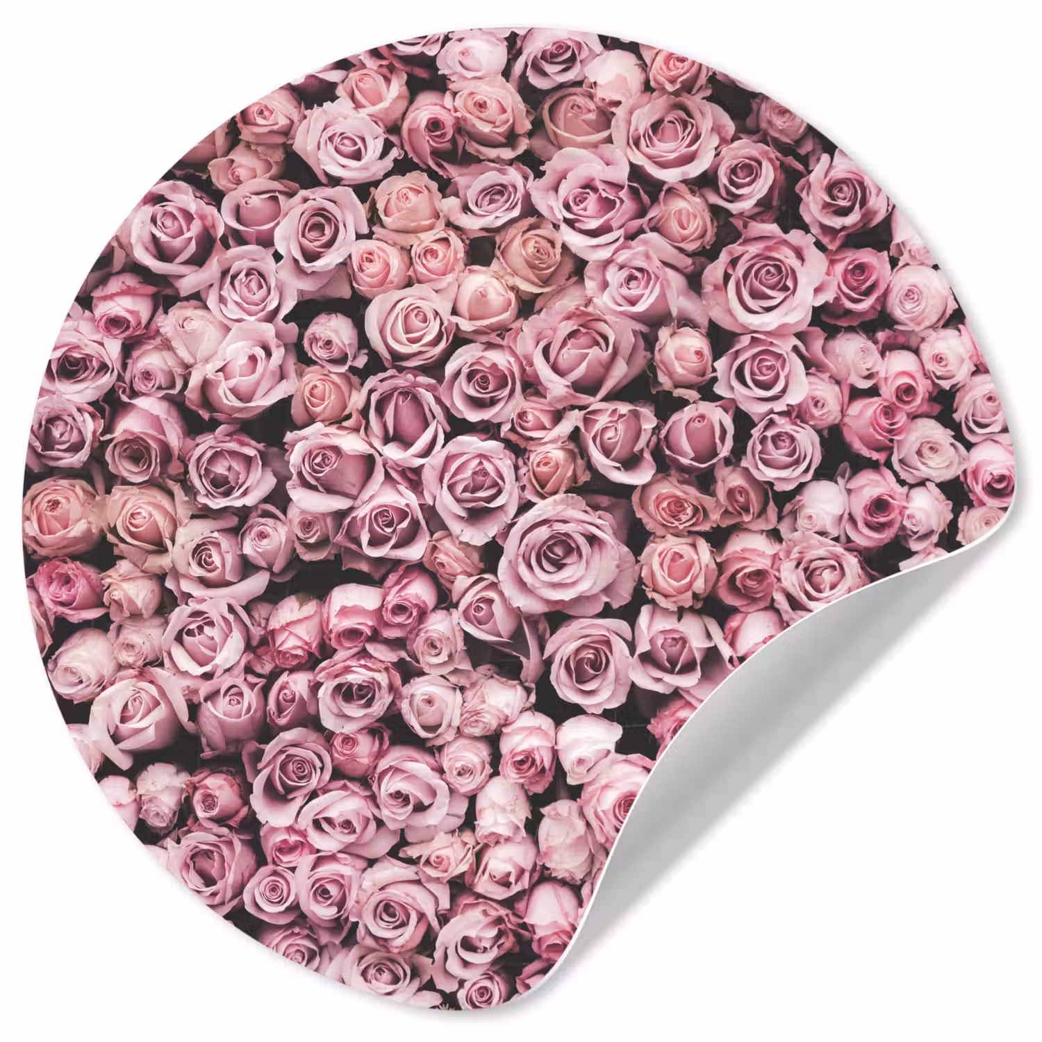 Bloemen - Rozen - Natuur - Roze - Botanisch Wandcirkel behangsticker klein -3d