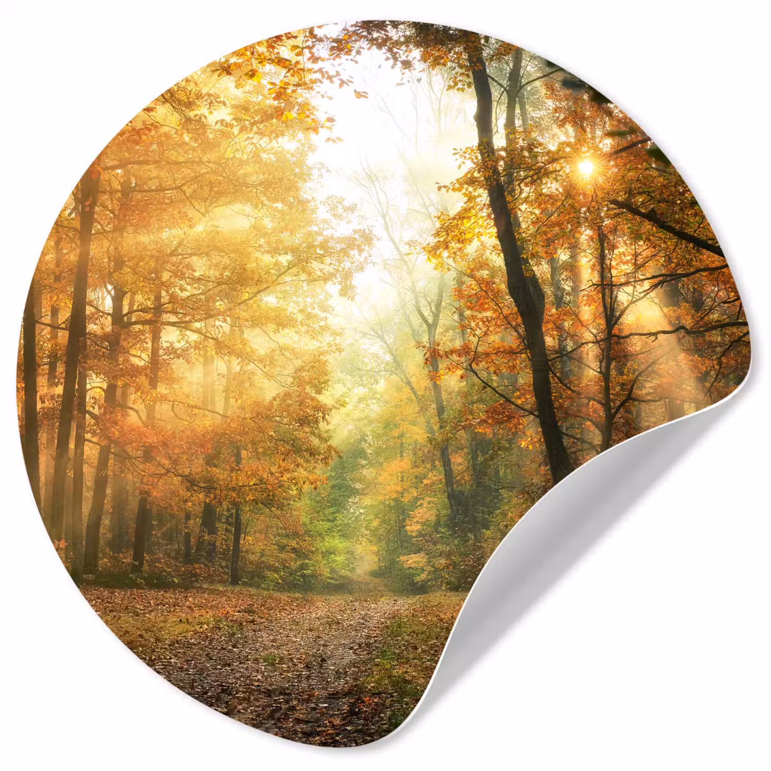 Bos - Herfst - Zon - Landschap - Natuur - Bomen - Bladeren Wandcirkel behangsticker klein -3d