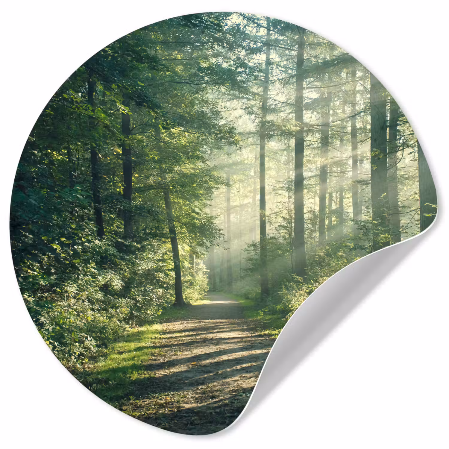 Bos - Pad - Zon - Bomen - Groen - Natuur Wandcirkel behangsticker klein -3d