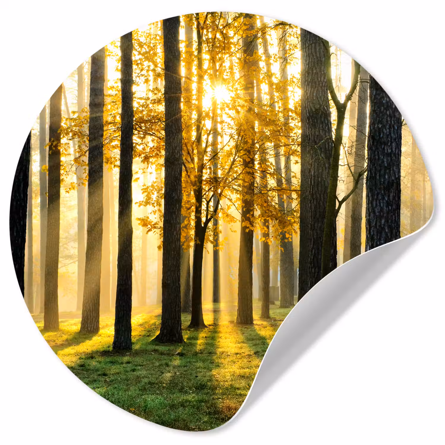 Bos - Zon - Bomen - Gras - Landschap - Natuur Wandcirkel behangsticker klein -3d