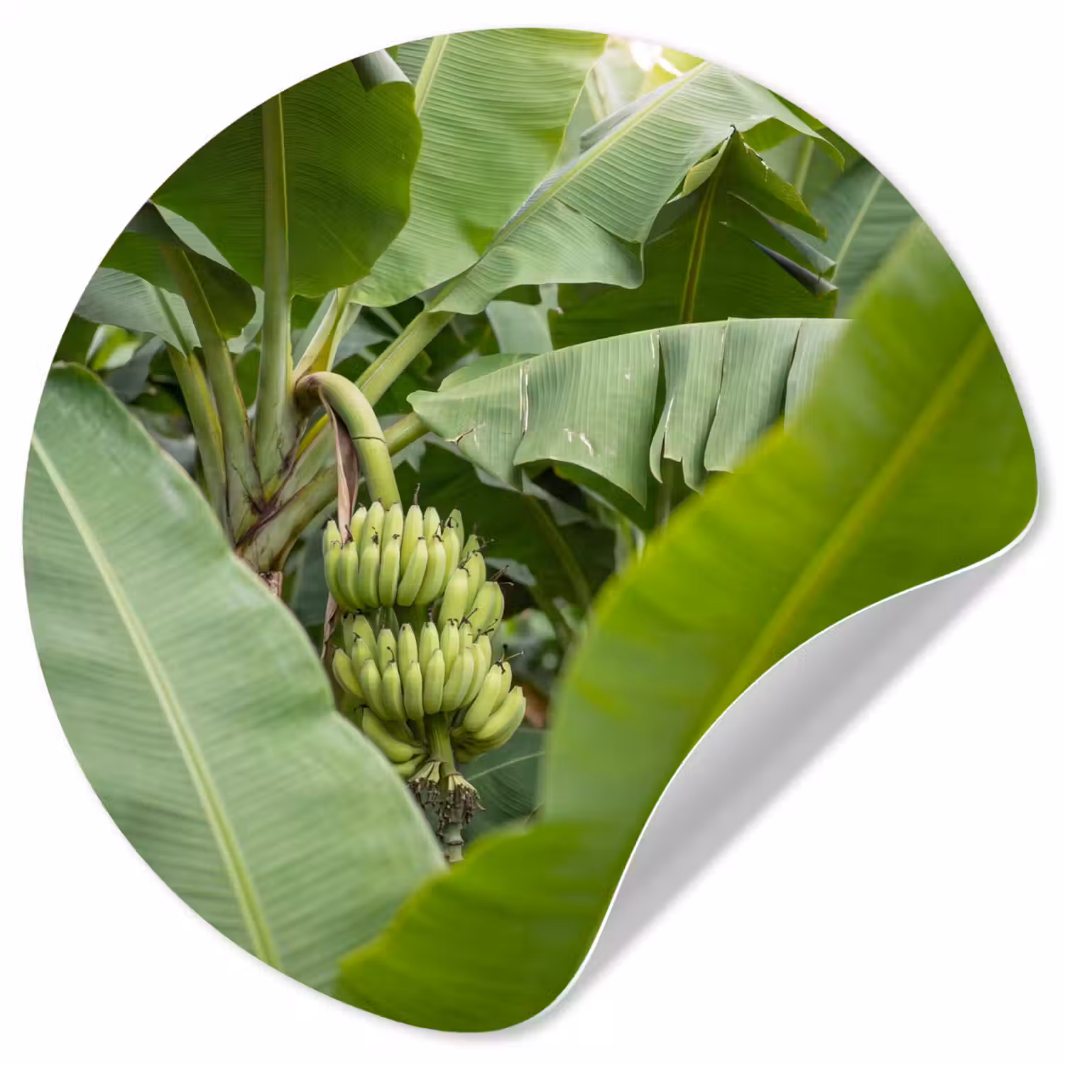 Eten - Bananen - Plantage - Groen Wandcirkel behangsticker klein -3d