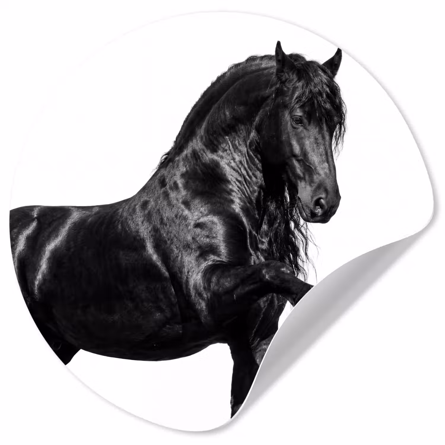Fries - Hengst - Modern Wandcirkel behangsticker klein -3d