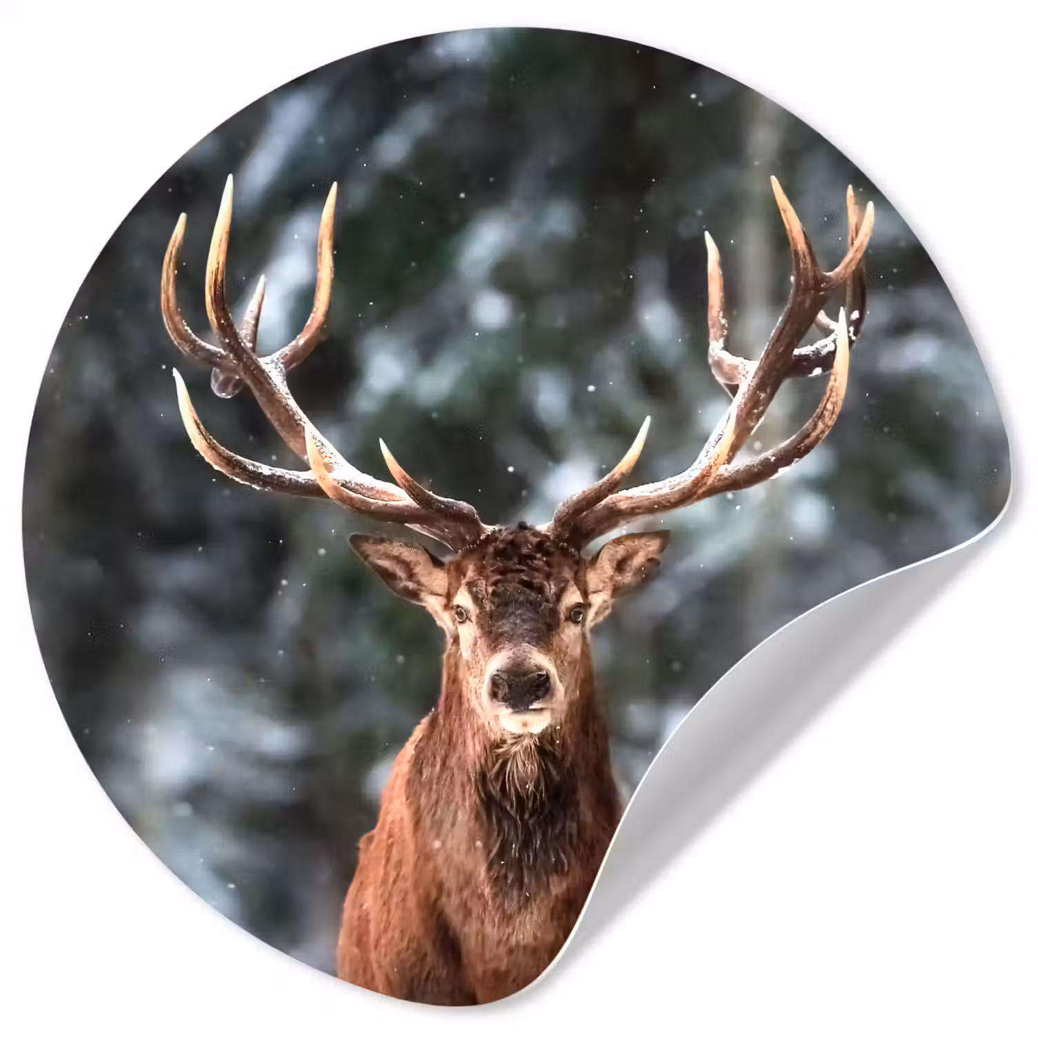 Hert - Winter - Sneeuw - Bos - Natuur - Dier Wandcirkel behangsticker klein -3d
