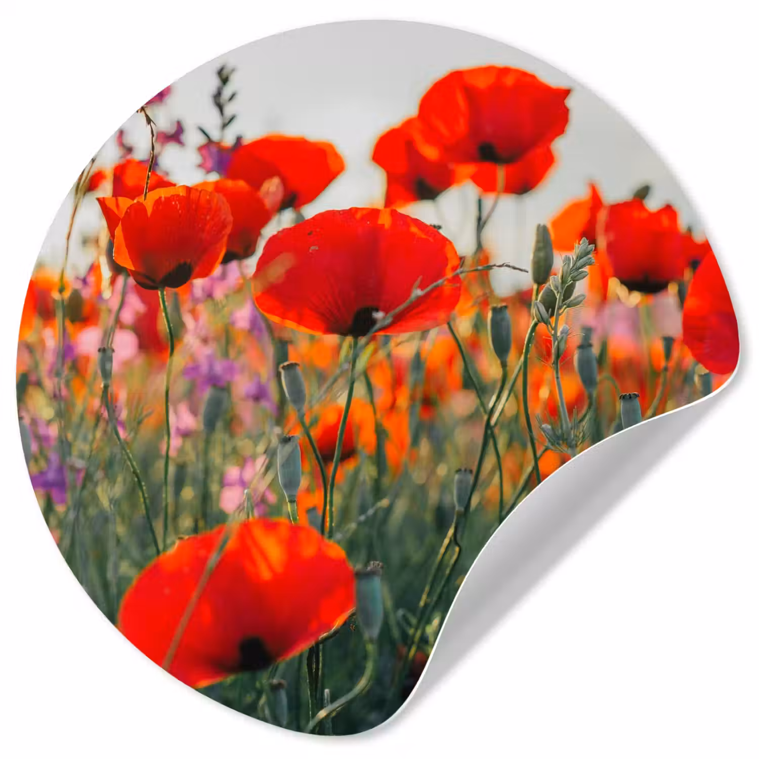 Klaproos - Bloemen - Rood - Paars - Weide Wandcirkel behangsticker klein -3d