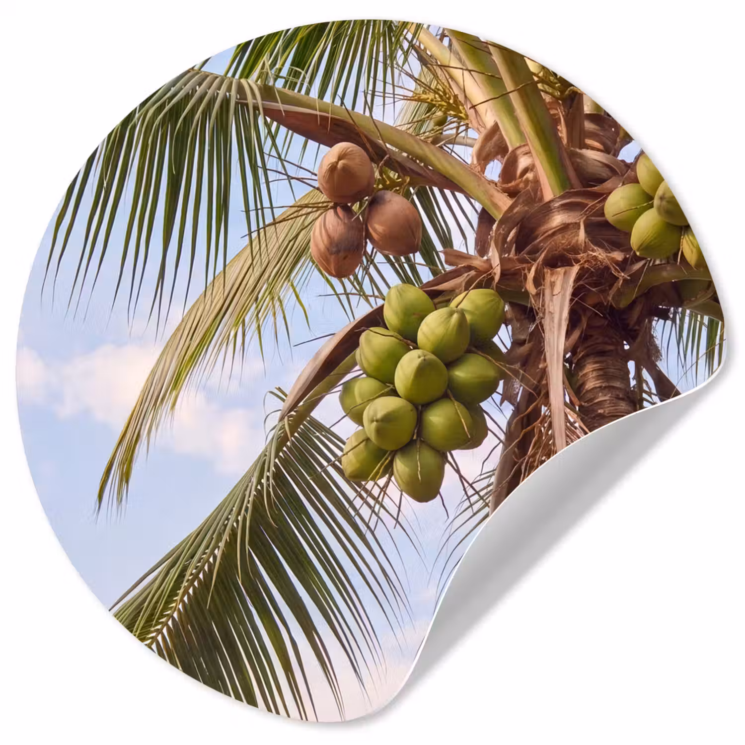 Kokosnoot - Boom - Tropisch - Natuur - Groen Wandcirkel behangsticker klein -3d
