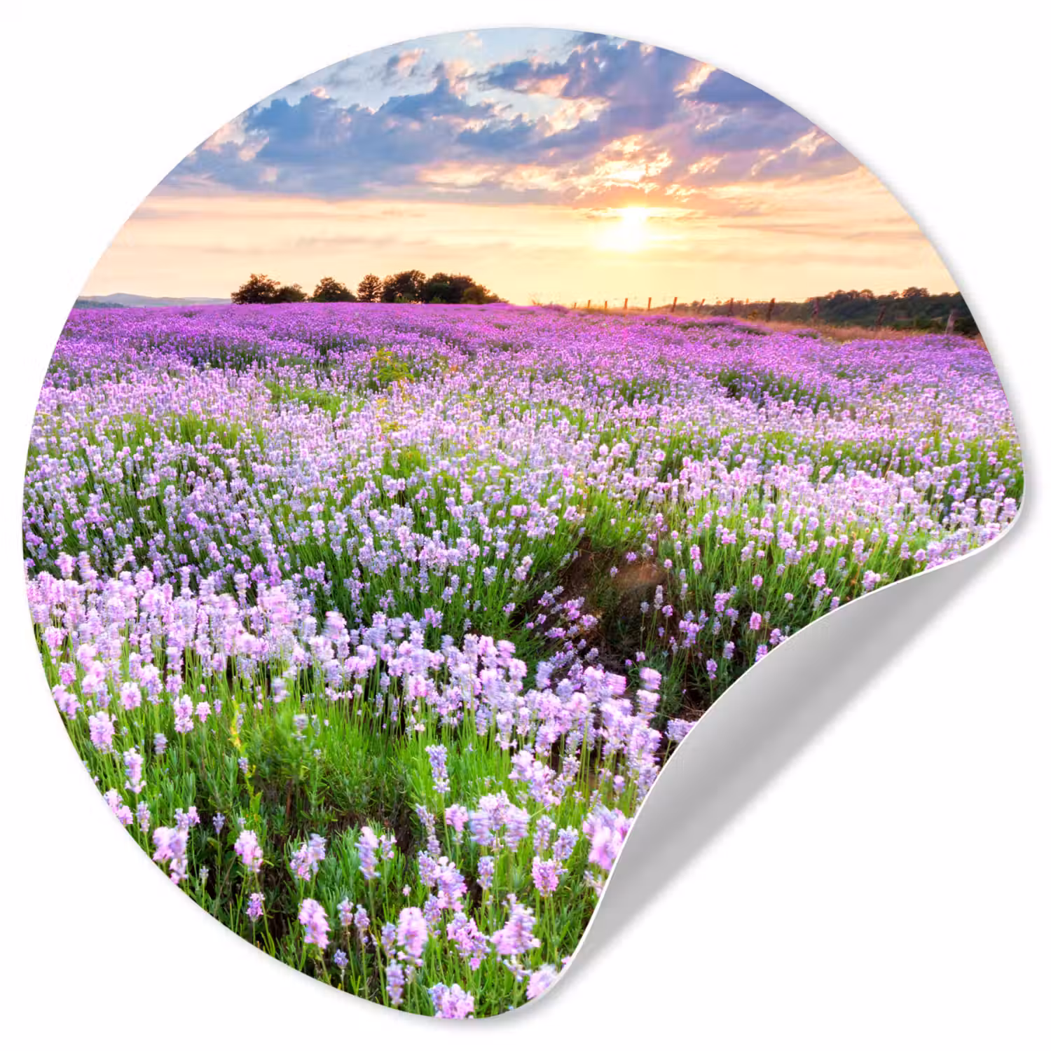 Lavendel - Bloemen - Zonsondergang - Paars - Weide Wandcirkel behangsticker klein -3d