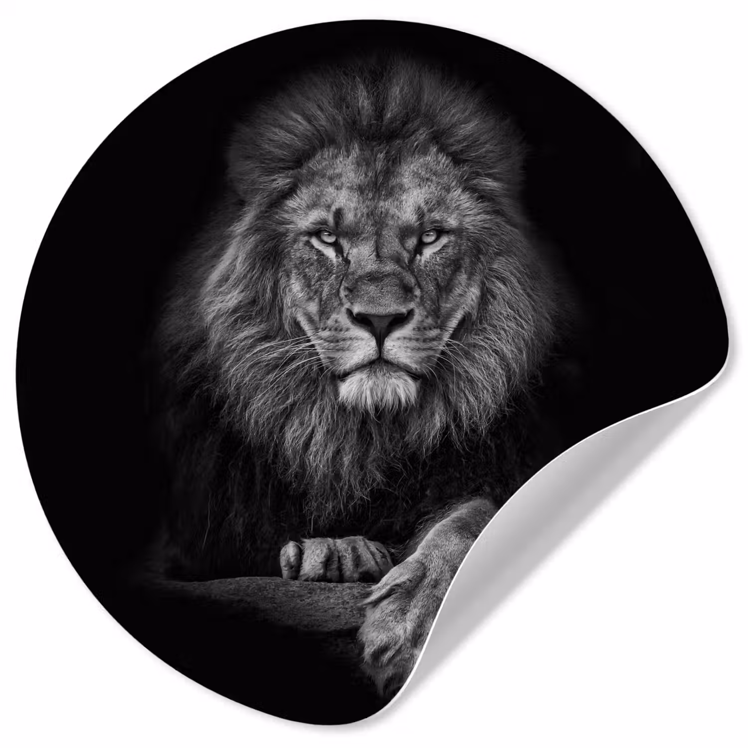 Leeuw - Dieren - Zwart - Wit Wandcirkel behangsticker klein -3d