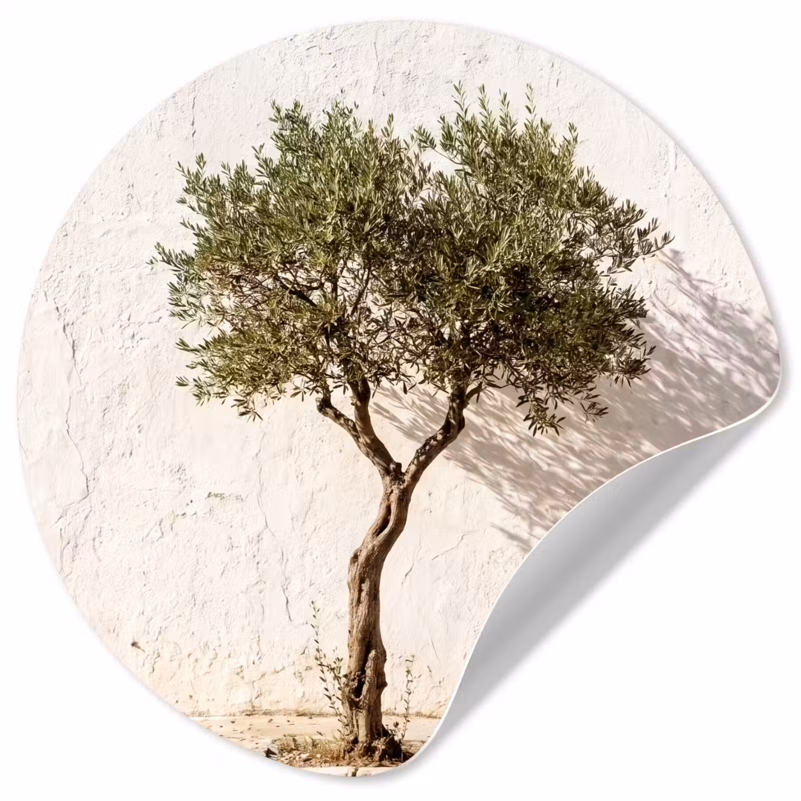 Behangcirkel - Olijfboom - muur - wit - Olijfboom - muur - wit Wandcirkel behangsticker klein