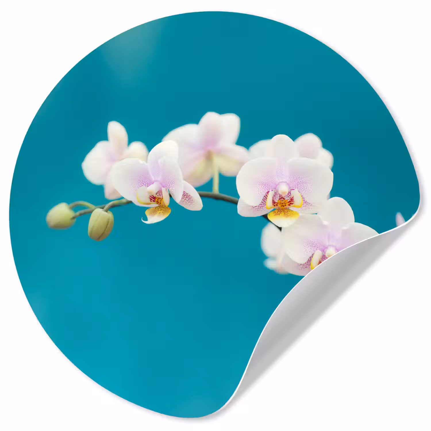 Orchidee - Bloemen - Plant - Wit - Paars Wandcirkel behangsticker klein -3d