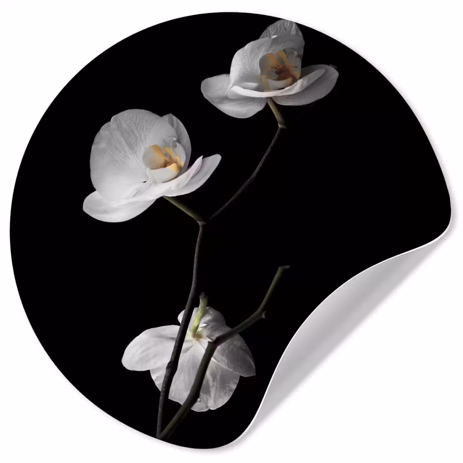 Orchidee - Bloemen - Zwart - Wit - Stilleven Wandcirkel behangsticker klein -3d