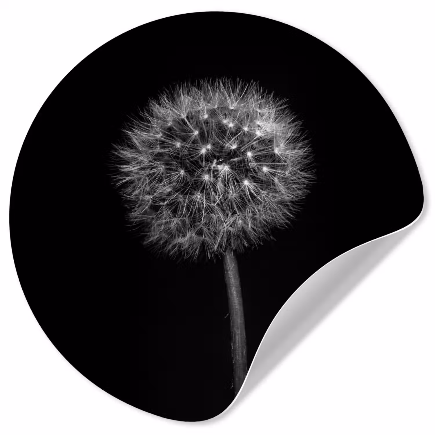 Paardenbloem - Zwart - Bloemen - Botanisch Wandcirkel behangsticker klein -3d