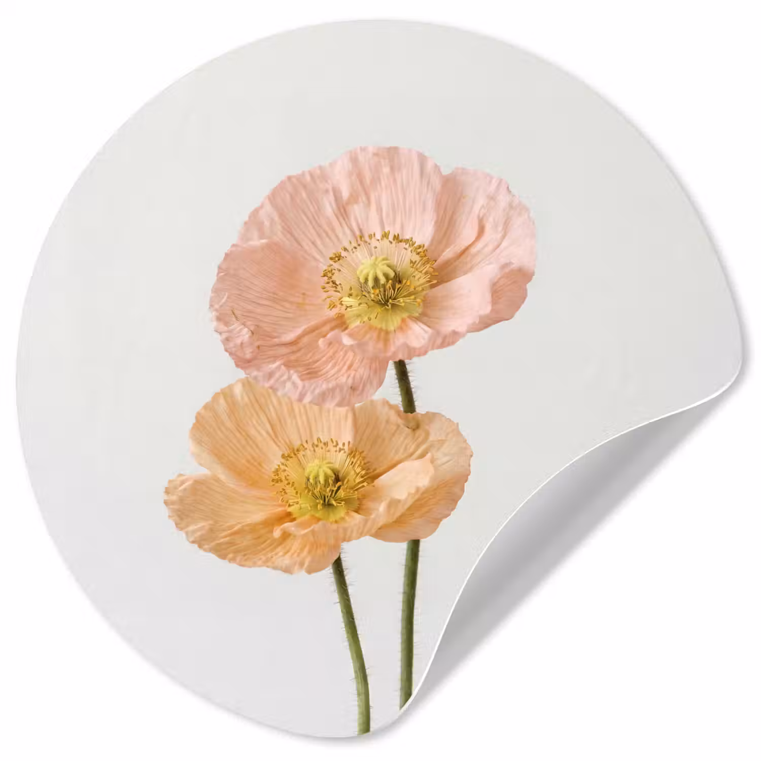 Papavers - Botanisch - Roze Wandcirkel behangsticker klein -3d