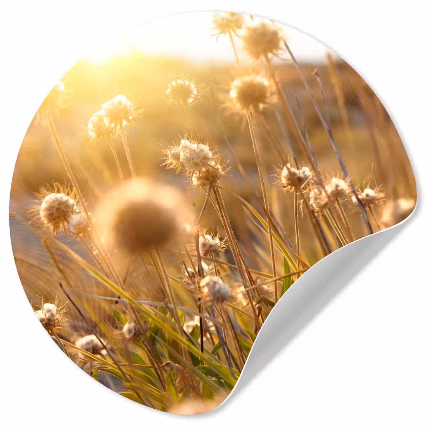 Planten - Natuur - Bloemen - Zon - Horizon Wandcirkel behangsticker klein -3d
