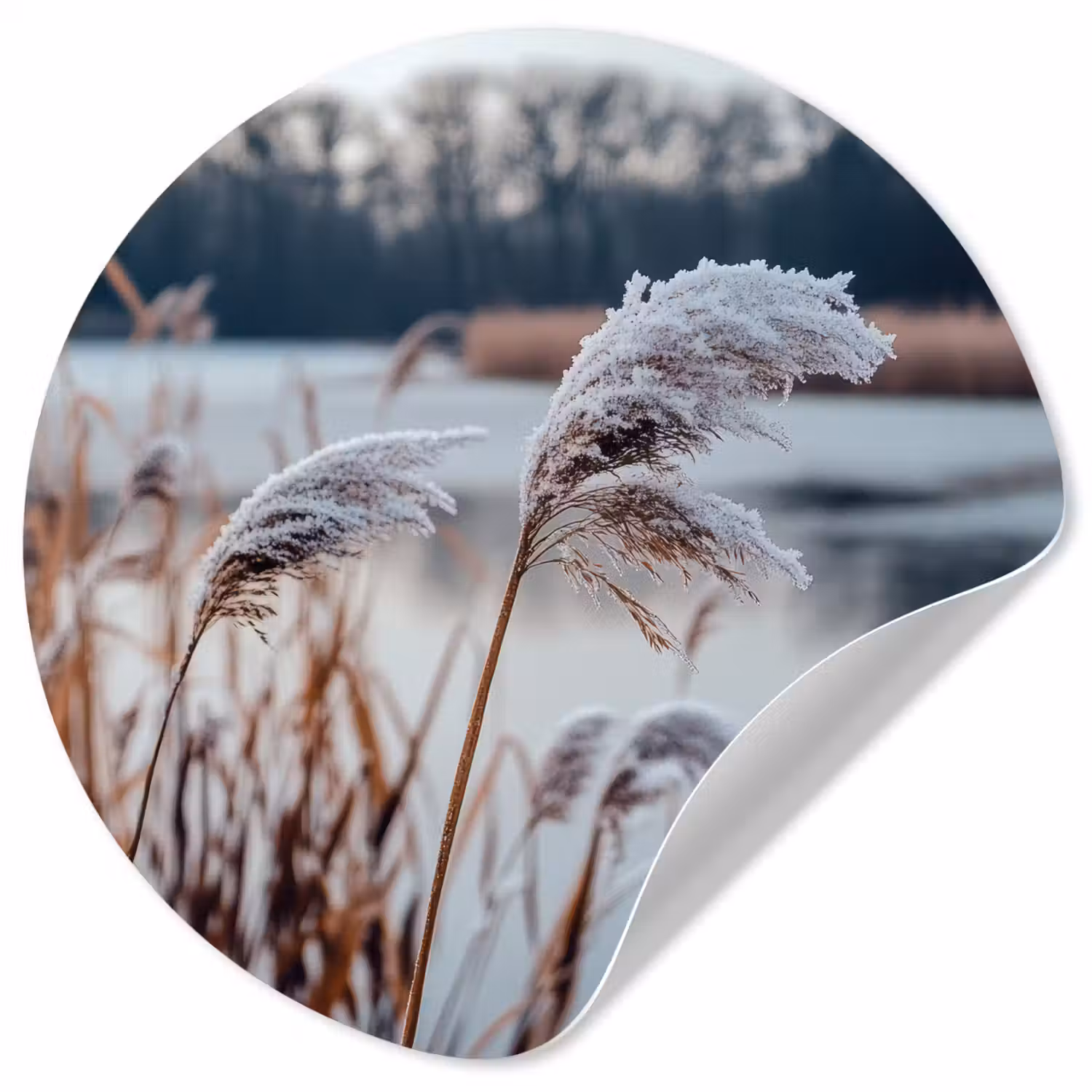 Riet - Gras - Natuur - Winter - Meer Wandcirkel behangsticker klein -3d