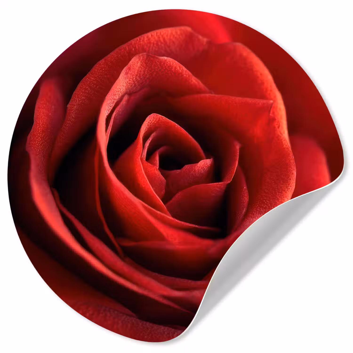 Rood - Roos - Romantisch Wandcirkel behangsticker klein -3d